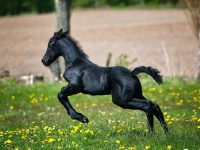 Skapa hagar för en optimal hästträning